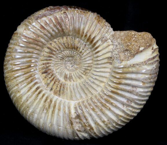 Perisphinctes Ammonite - Jurassic #36928